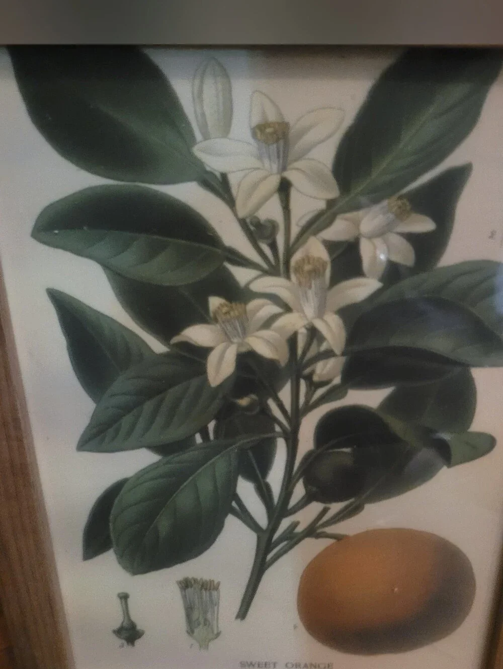 Botanical Sweet Orange Wall Art Print in Green and Cream - Unbranded
